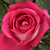 Roz - Trandafir teahibrid - Acapella®